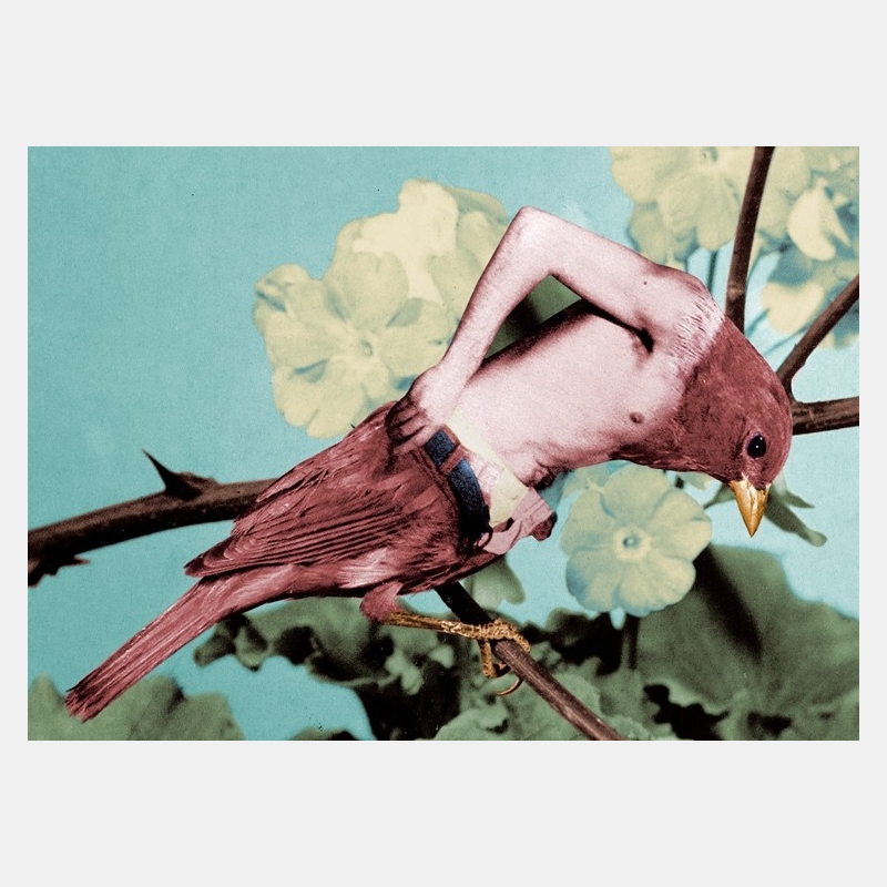 jean lecointre - birdy